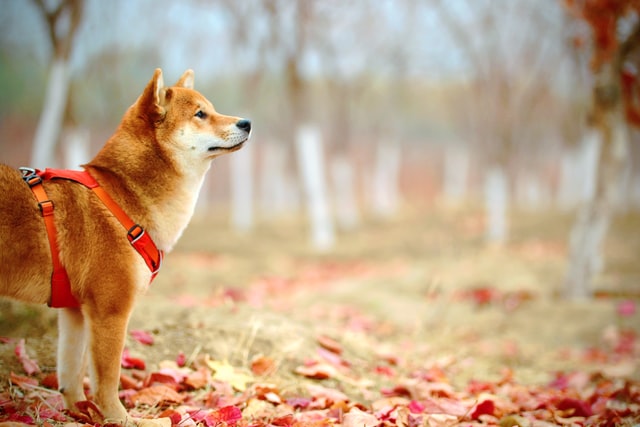 しば犬と秋の風景