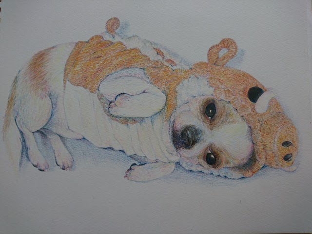 色鉛筆画】愛犬チワワを描いてみた。立体的or平面的どっちが正解なのか