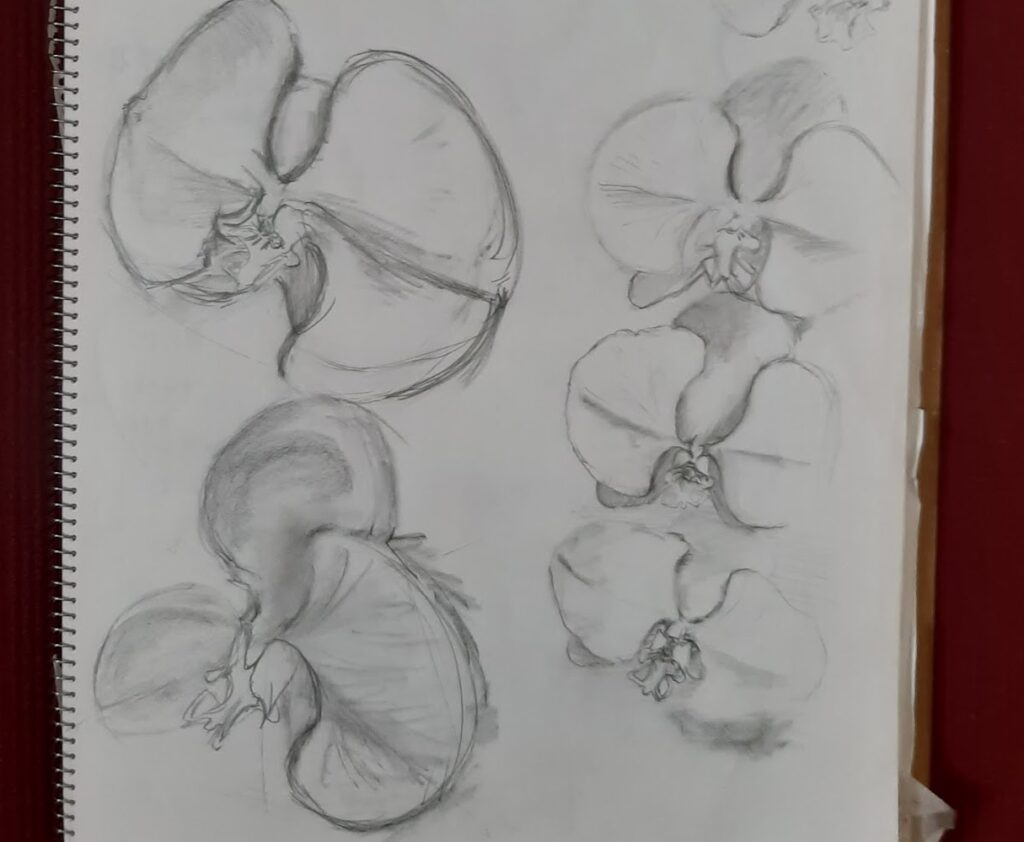 胡蝶蘭の模写