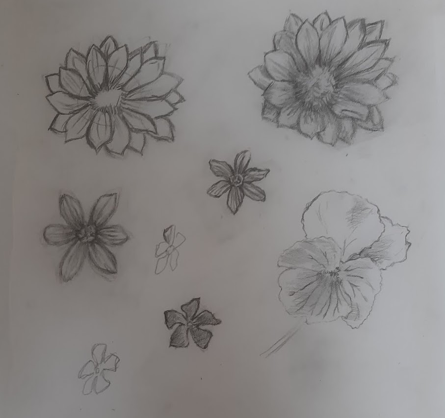 花を鉛筆で描いた